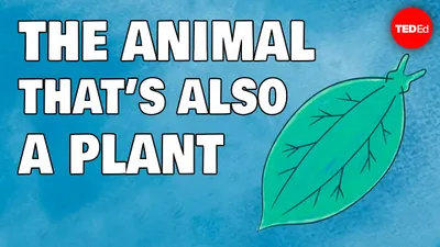 07 - An Animal that Acts like a Plant
